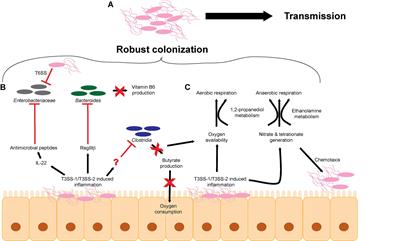 Salmonella enterica Serovar Typhimurium Strategies for Host Adaptation